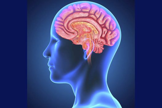 Brain